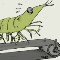Dessin : La crevette