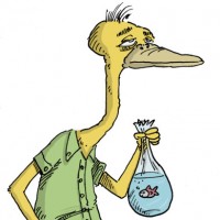 Dessin : Oiseau aquariophile