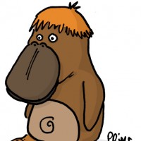 Dessin : Ornithorouquin