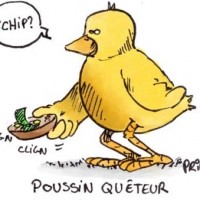 Dessin : Poussin faisant la quete