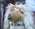 chien_vitrine